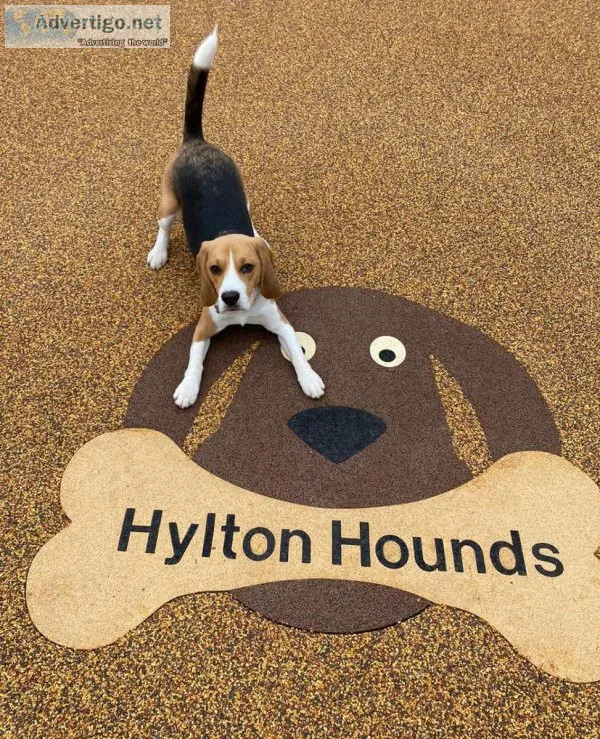 Get the Best Shelter for Your Dog When You Are Not Around