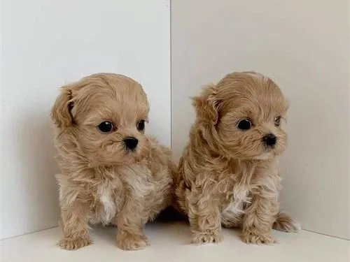 Special Maltipoo puppies for sale