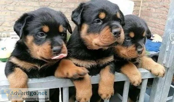 Loki Gorgios Rottweiler puppies for sale