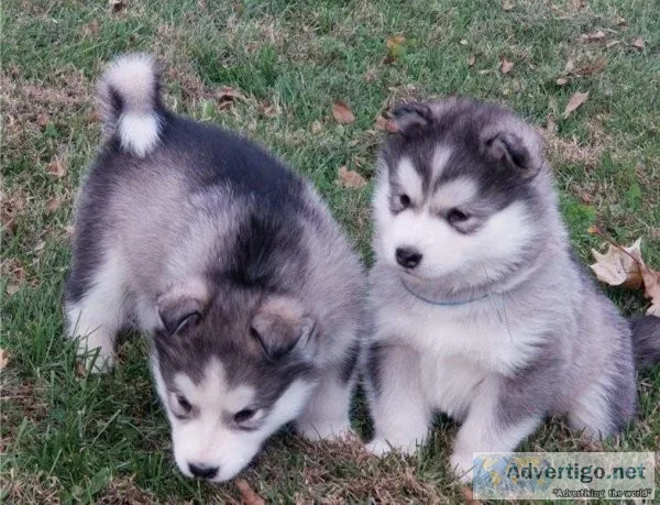 Stunning Alaskan Malamute puppies