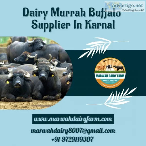 Dairy Murrah Buffalo Supplier In Karnal  Marwah Dairy Farm