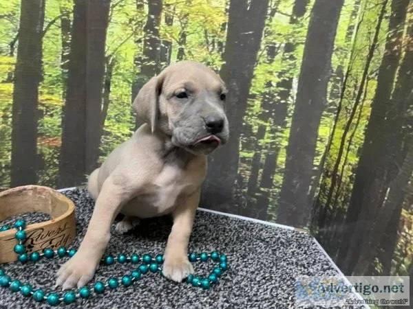 AKC Great Dane Puppies For Sale