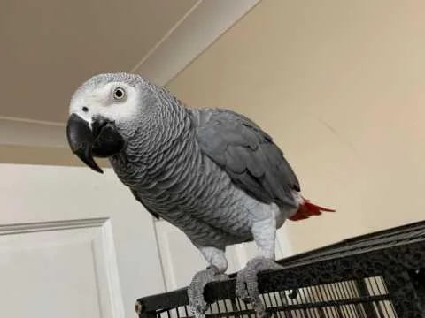 Lovely African Grey Parrots for sale