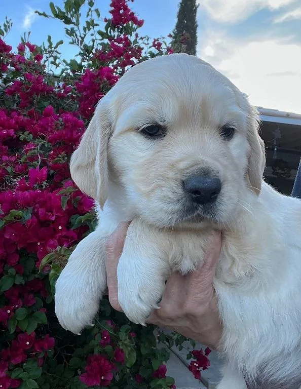 beautiful Golden Retriever