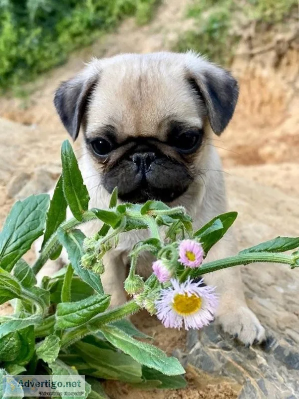 Adorable Pug puppies