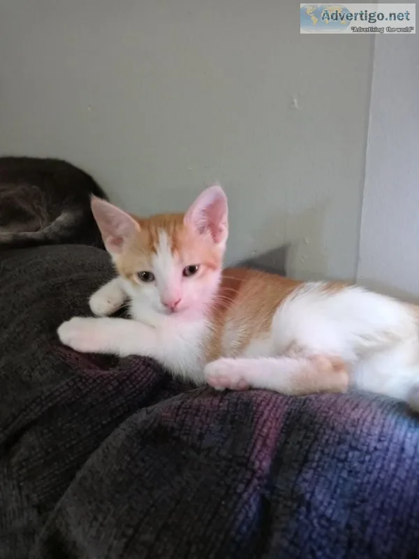 Kittens