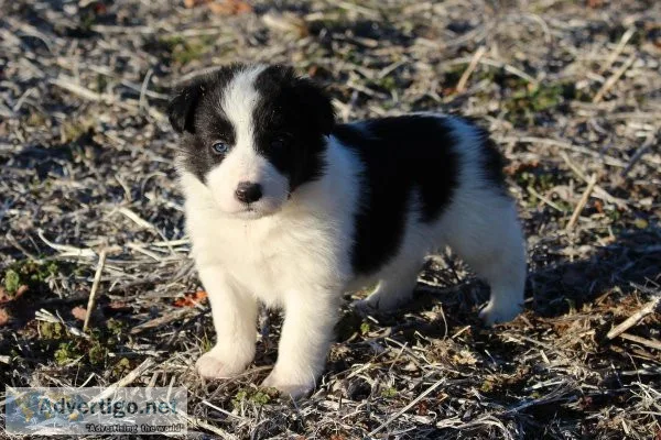 Clever Border Collie puppies