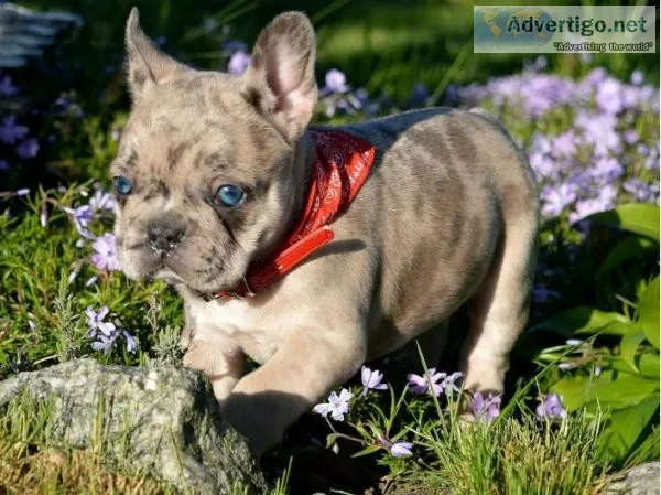 Two Healthy French Bulldog Bulldog Puppies