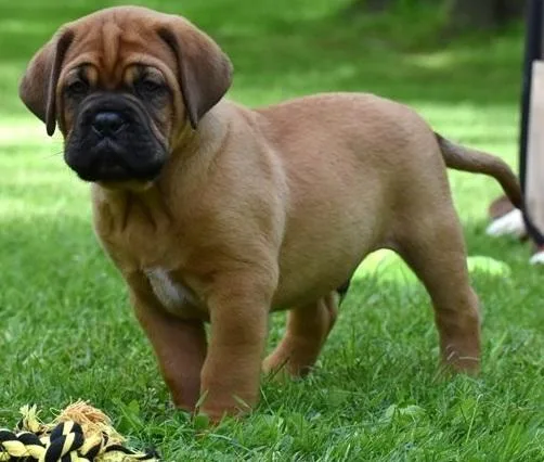Stunning Doque de Bordeaur puppies