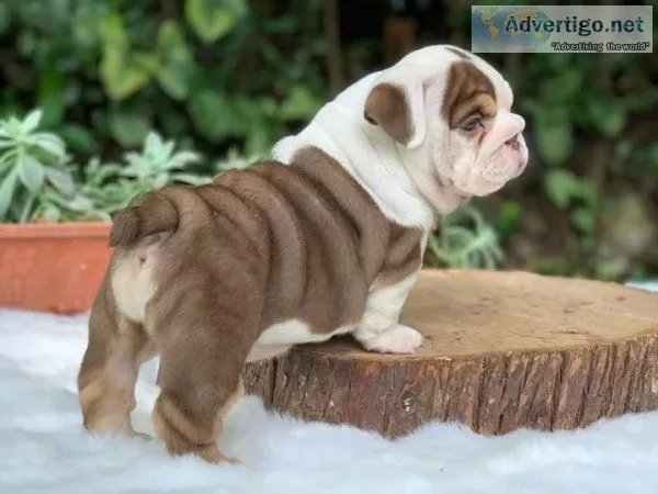 Gorgeous English Bulldog puppies available