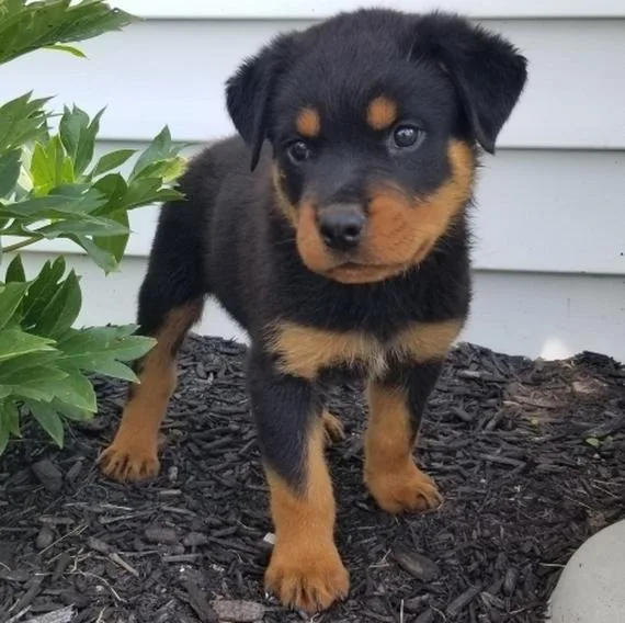 Harley Gorgios Rottweiler puppies for sale