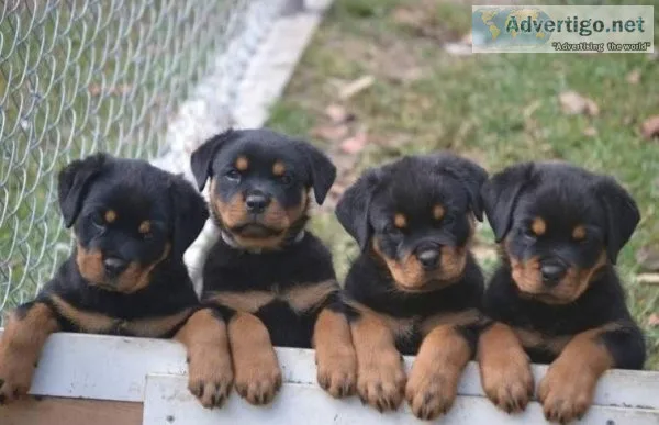 Blue Gorgios Rottweiler puppies for sale