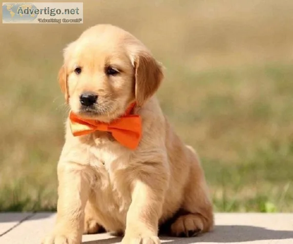 Golden Retriever puppies for sale