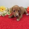 Fully vaccinated Dachshund