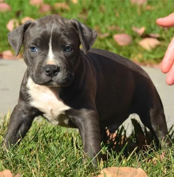 Beautiful Pit Bull Terrier puppies