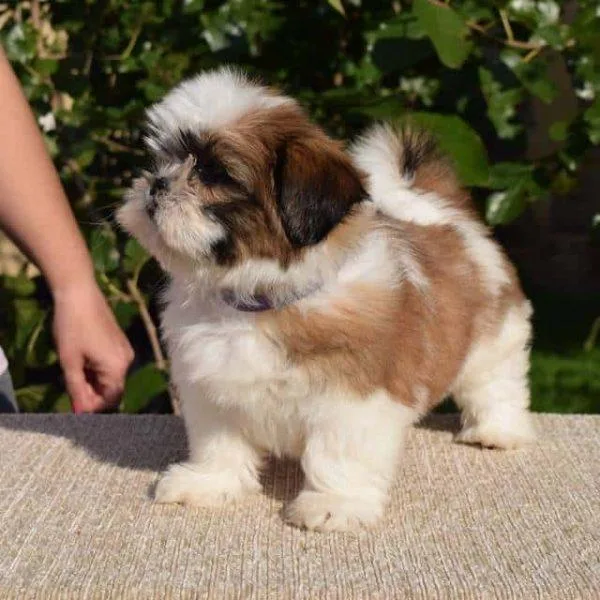 Shih Tzu Puppies