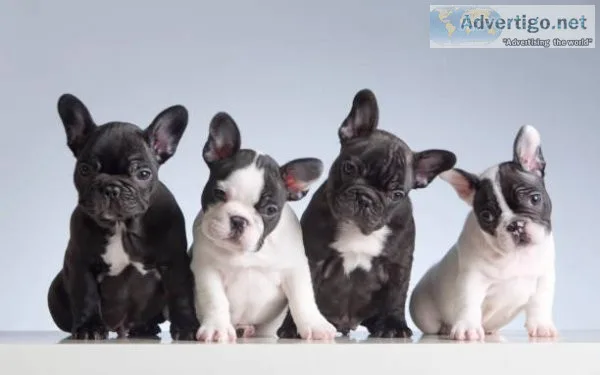 French Bull Dogs LA