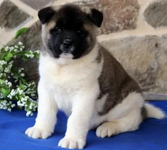 Super Akita puppies available