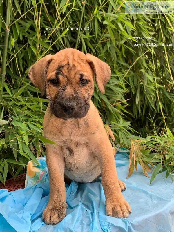 Presa Canario