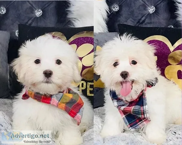 Maltipoo Puppies