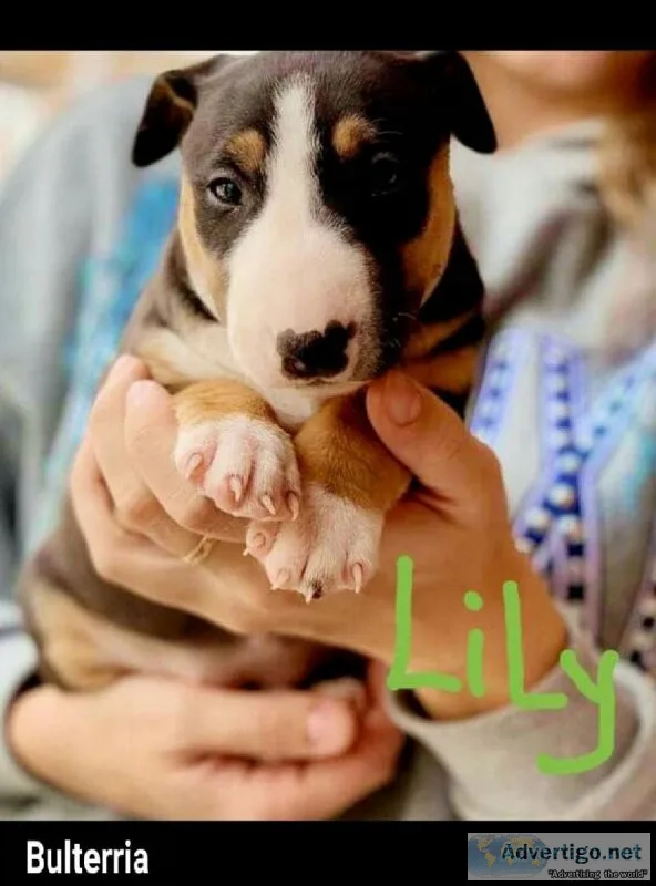 Healthy Bullterrier puppies for adoption (www.bulterria.org)