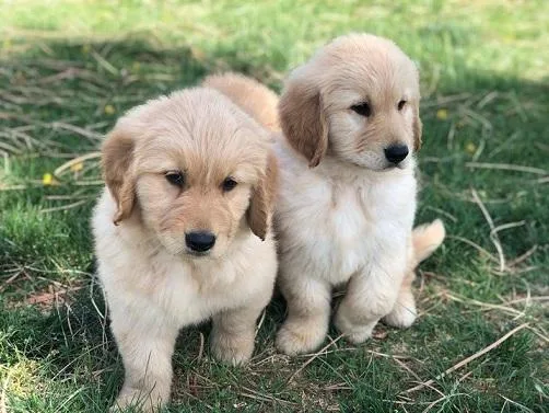 AKC registered Golden Retriever