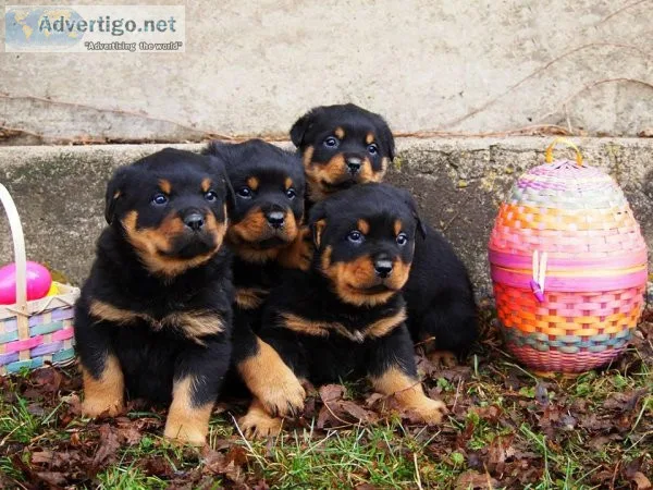 Quality and Affectionate Rottweiler Puppies Ready