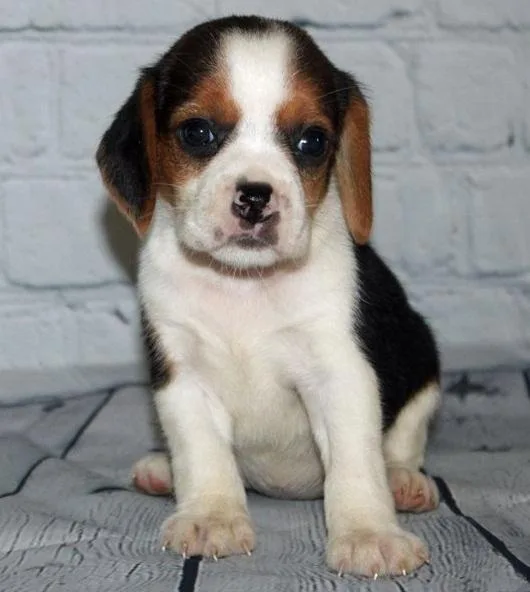 Remarkable beagle puppies for sale