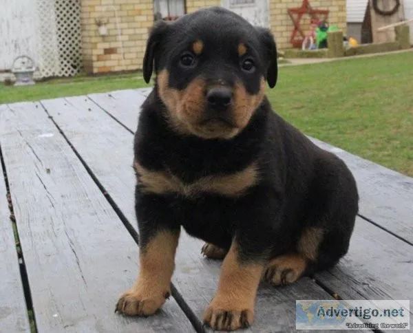 Fantastic Rotteiler puppies for sale