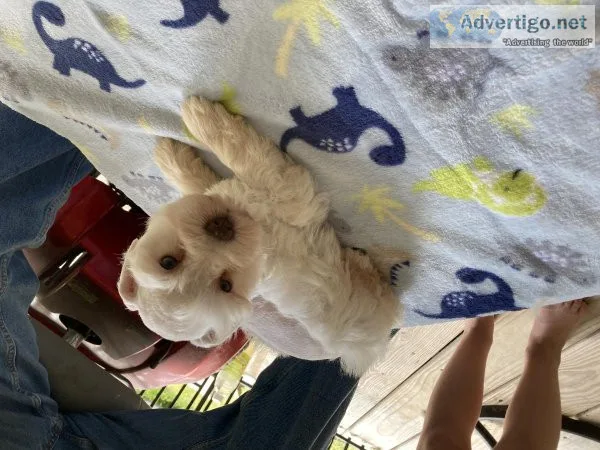 Schnauzer puppies for sale