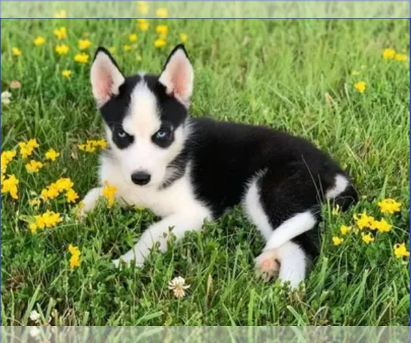 full energy Blue eyes Husky pups for sale