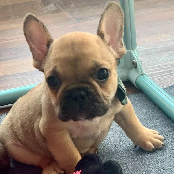 Top Quality Blue French Bulldog Puppies.