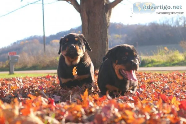 Lovely and Awesome Rottweiler Puppies