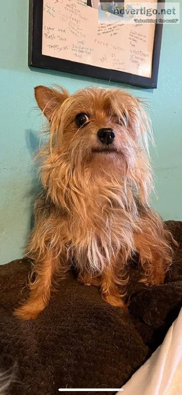 Yorkie