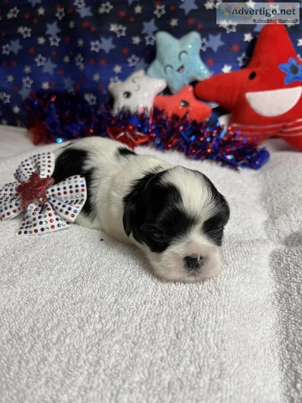 LHASA APSO FEMALES PUPPIES