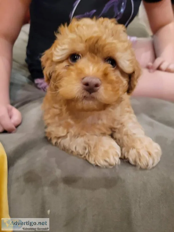 Poodles babe