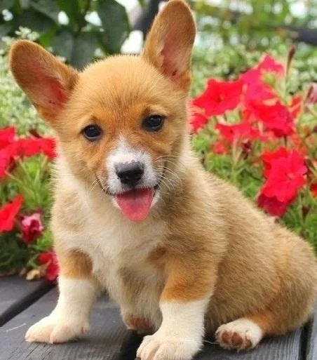 Excellent Pembroke welsh corgi puppies for sale