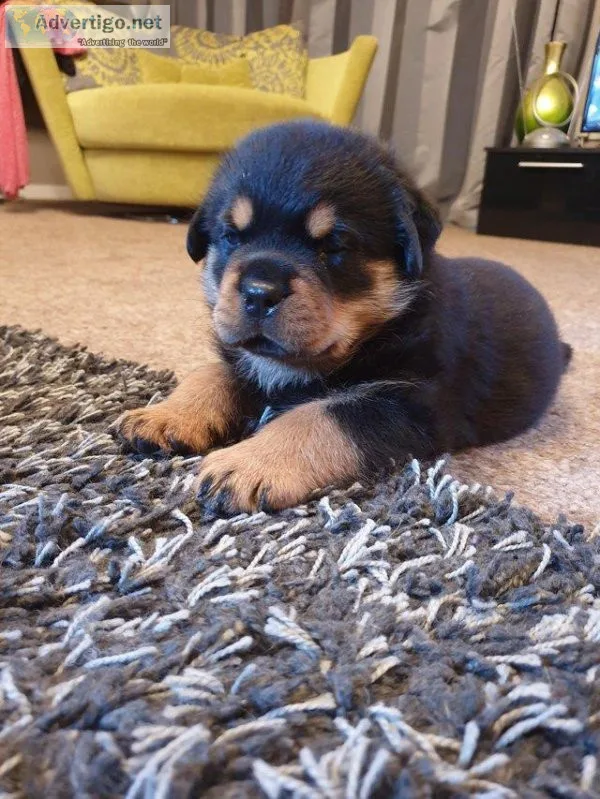 Jack Gorgios Rottweiler puppies for sale
