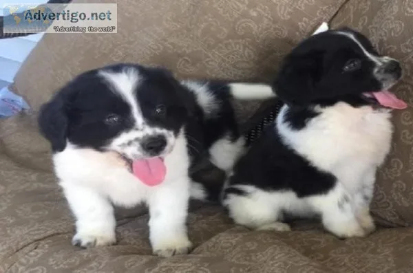 Clever Border Collie puppies