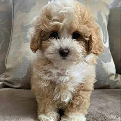 Maltipoo boy and girl ready for sale so please