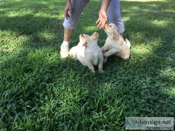 Akc golden retriever puppies