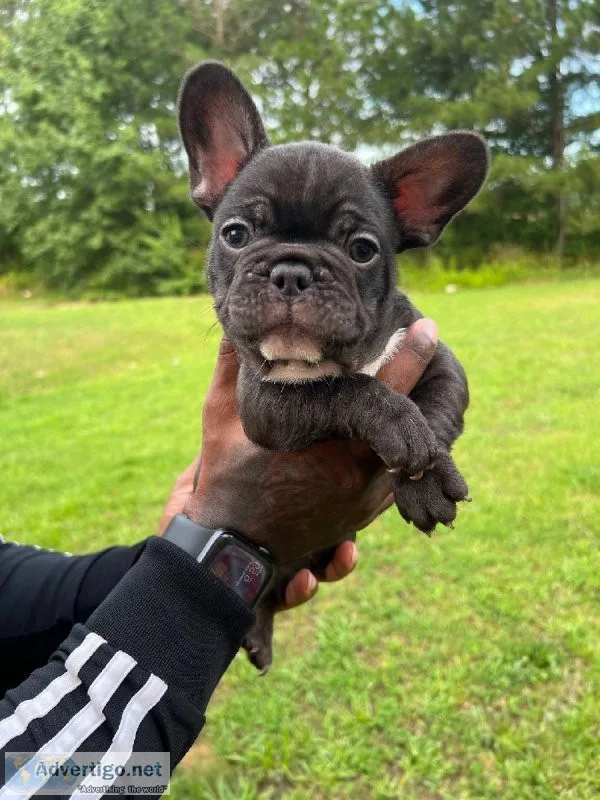 Healthy french bulldog pup for sale