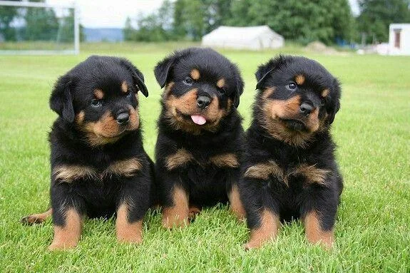 Beau Gorgios Rottweiler puppies for sale