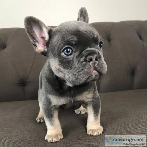super outgoing French bulldog puppies for sale