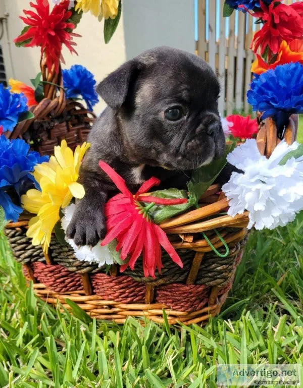 AKC quality French Bulldog Puppies