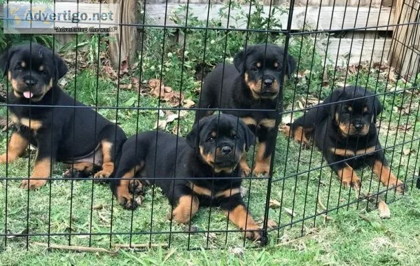 Precious Rottweiler Puppies Ready