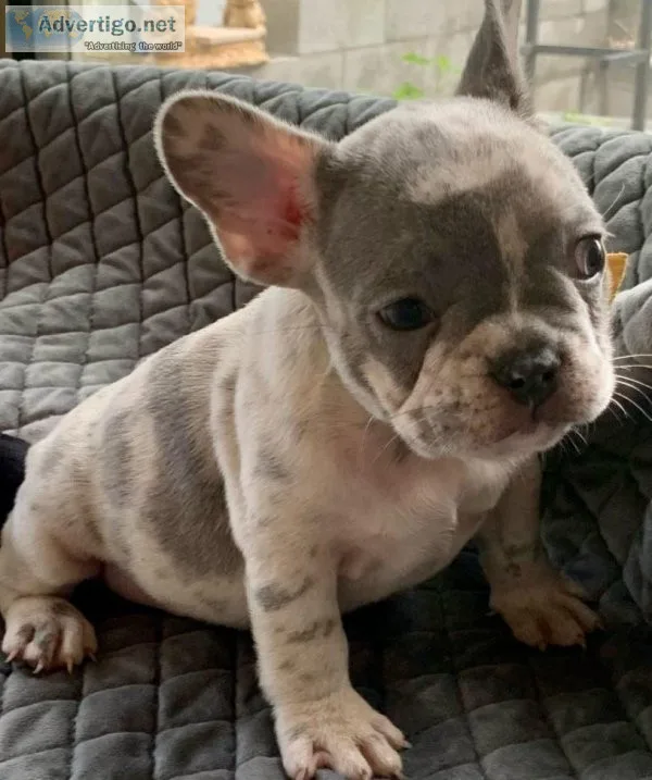 Top Class French Bulldog Puppies Available