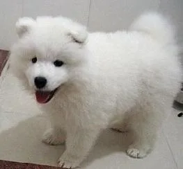 Remarkable Samoyed puppies for sale
