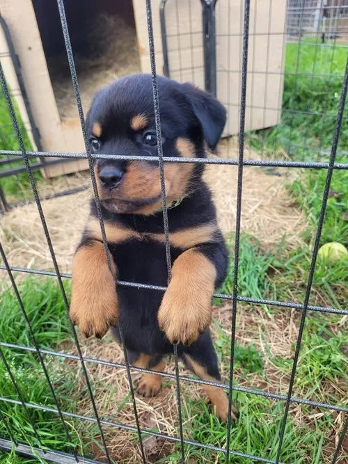 Toby Gorgios Rottweiler puppies for sale
