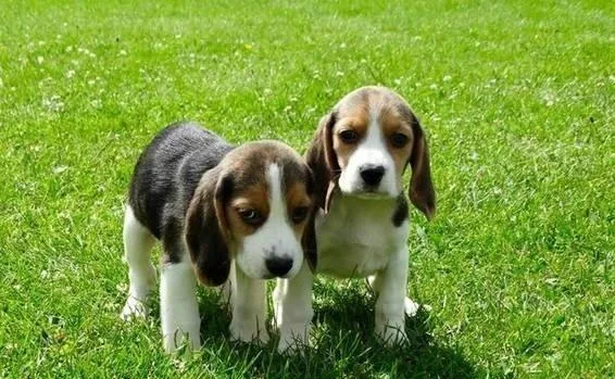 Remarkable beagle puppies for sale